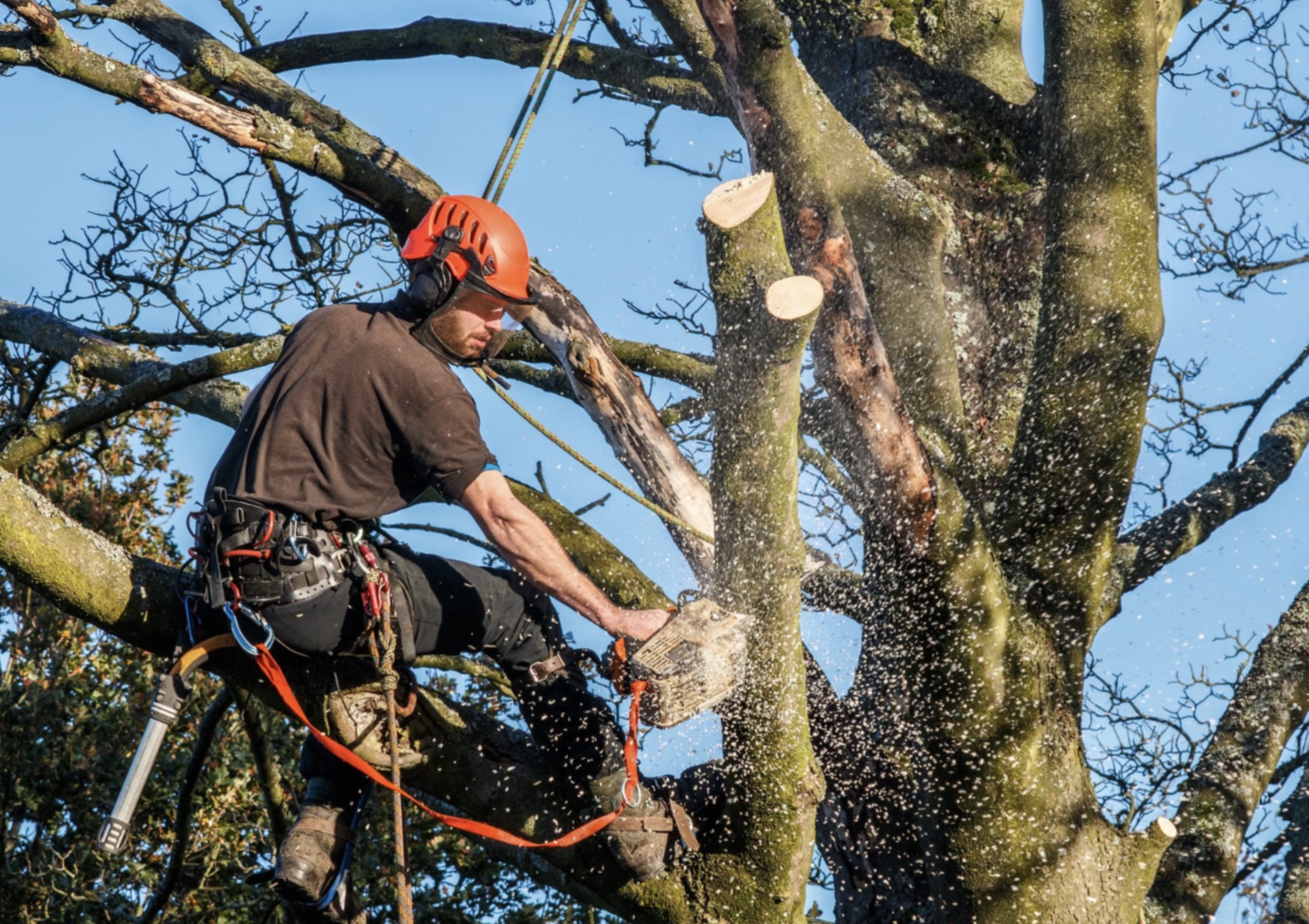 CT Shoreline Tree Service