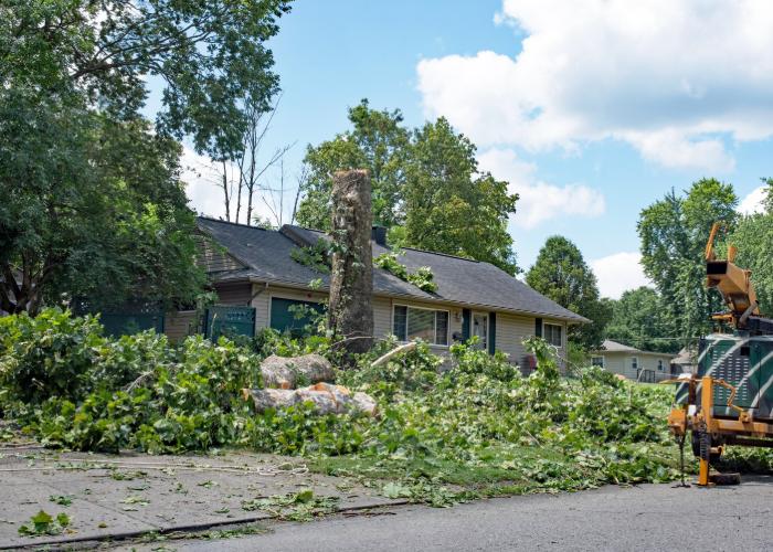 Pittsburgh Tree Trimming & Removal Service