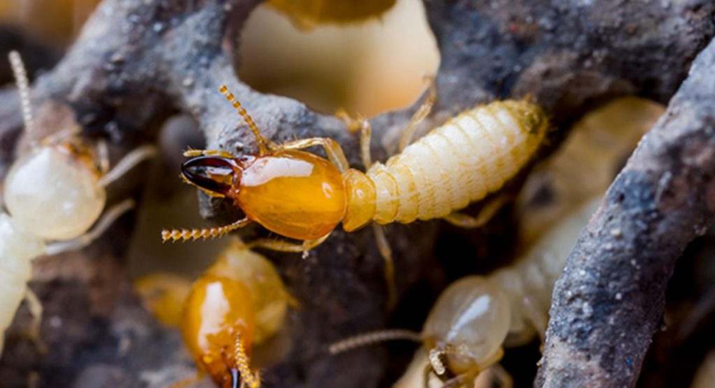 Quality Pest Control & Solutions