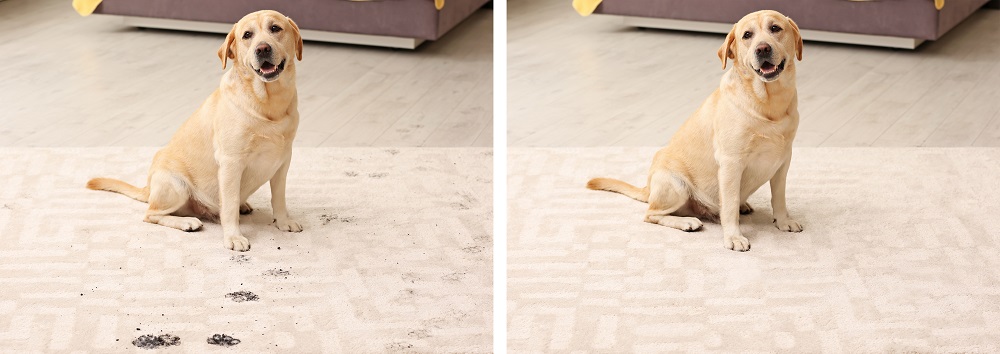 Carpet Cleaning of Murfreesboro