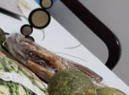 Awful rotten vegetables and fruits