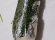 Awful rotten vegetables and fruits