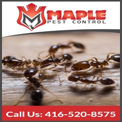 Pest Control Vaughan