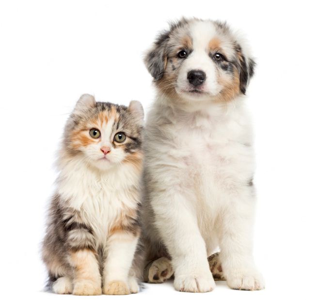 How To Choose The Right Dog Toys For Your Pet – Talky Tails