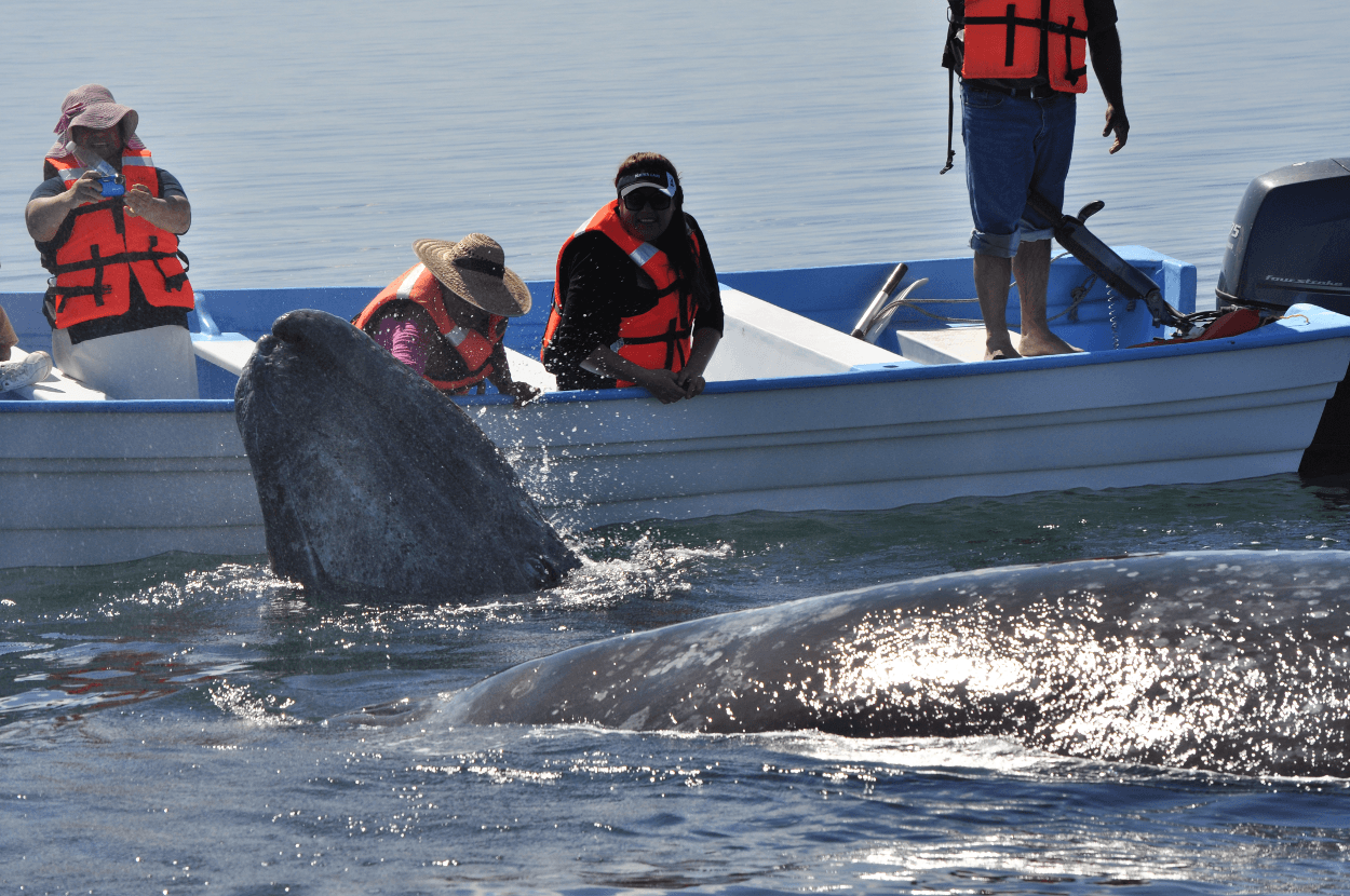 Graywhale Watching