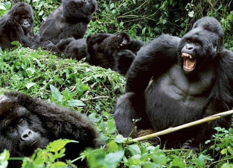 Entice Africa Safaris Limited