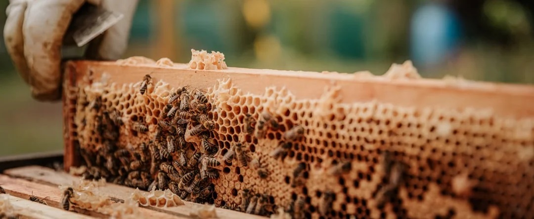 Bee Keeping Services