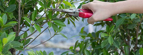 All About Trees LLC
