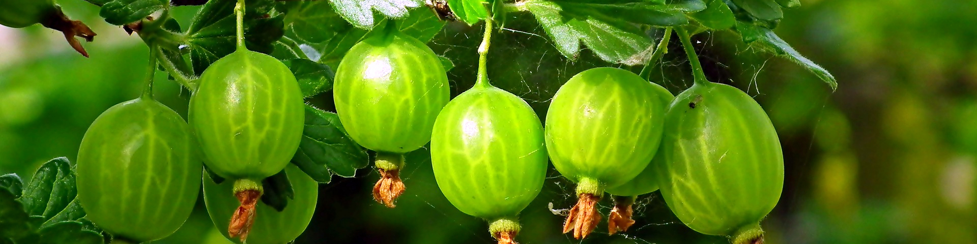 Südflora Baumschule