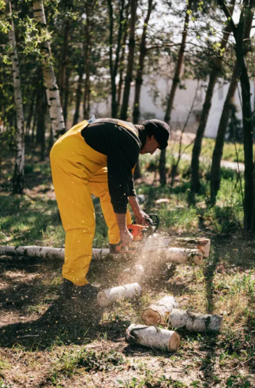 Blacktown Tree Service