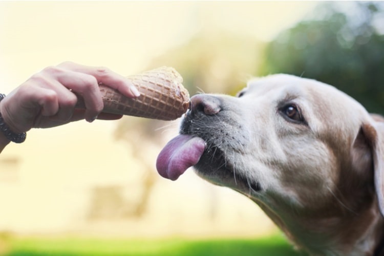 Pet News Daily