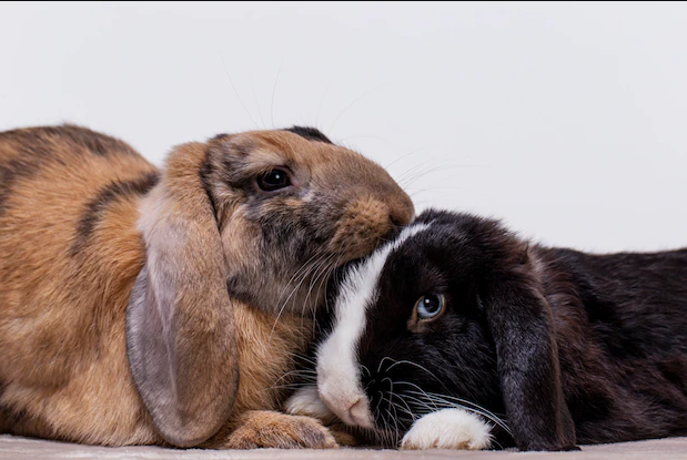 Top 5 myths about rabbits – Talky Tails