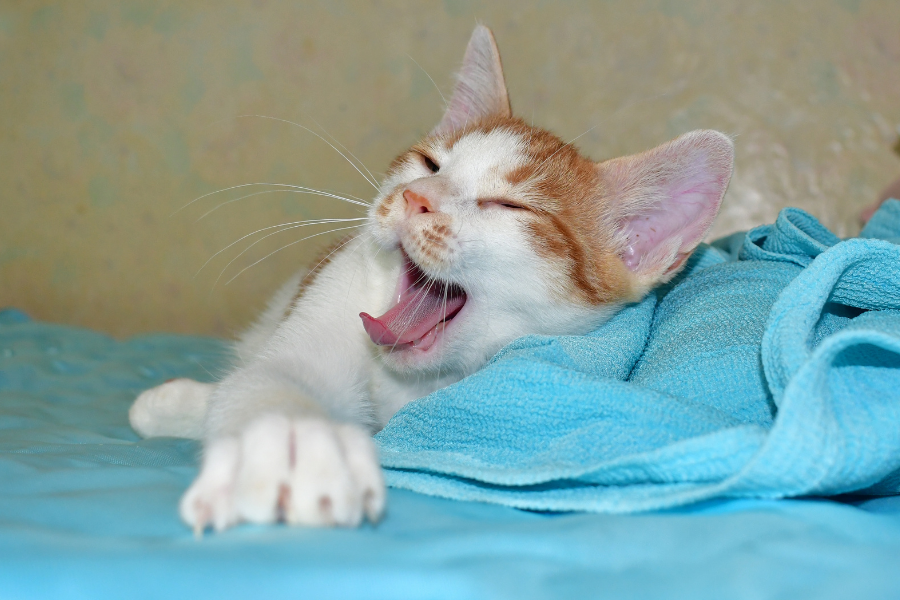 Top 5 behavior problems which you need know in cats – Talky &hellip;