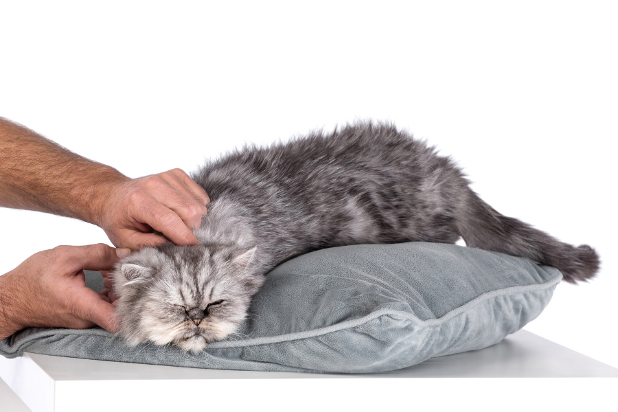 05 Ways to Train a Cat | Train your Persian cat- Talky Tails