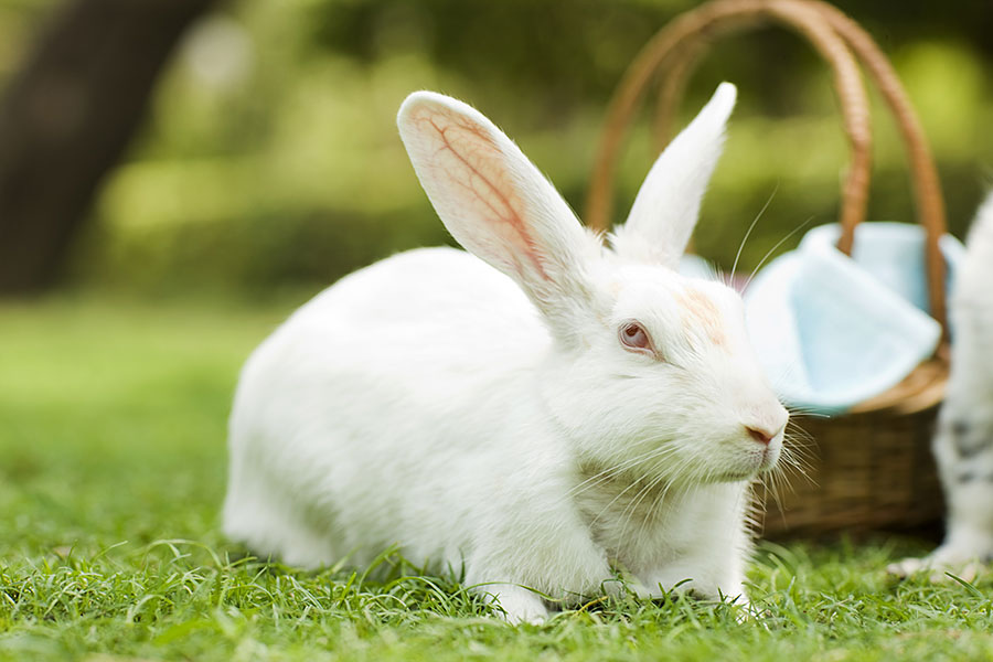 Top 5 myths about rabbits | Myths and truths about rabbits as pet &hellip;