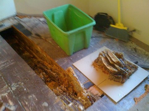 Bee Conscious Removals