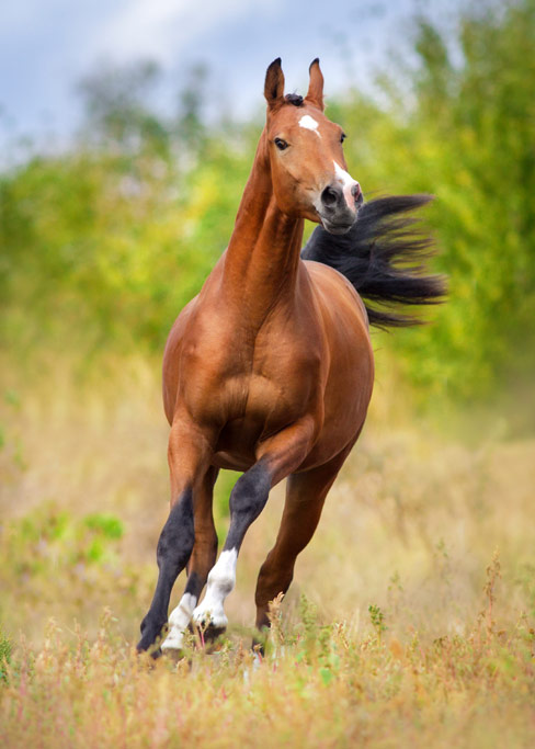 Amplify Stables