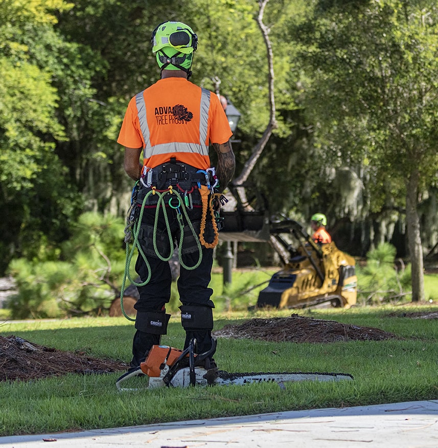 Tree service in Florida