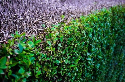 Winnipeg Tree Service