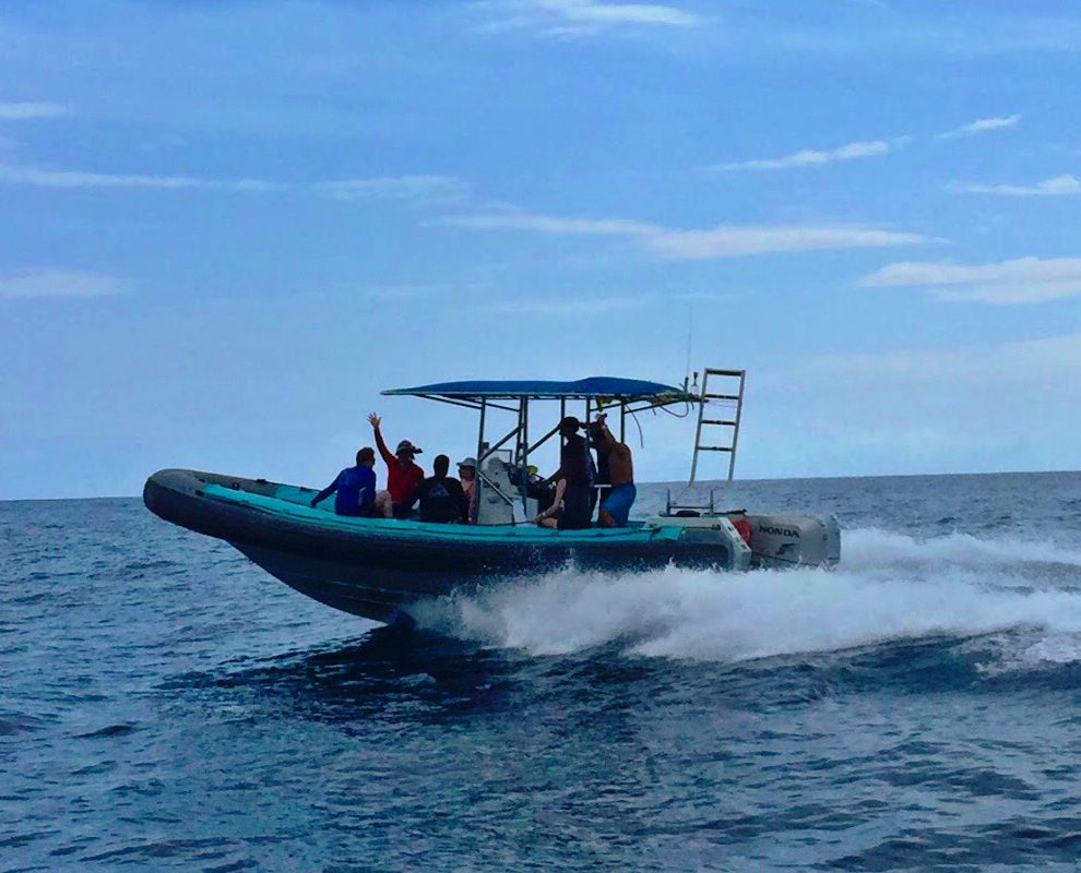 Dolphin Discoveries