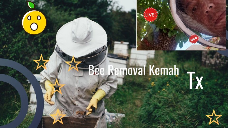 911 Honey Bee Removal