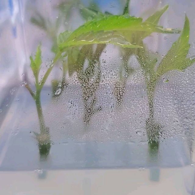 Shoots n' Roots
