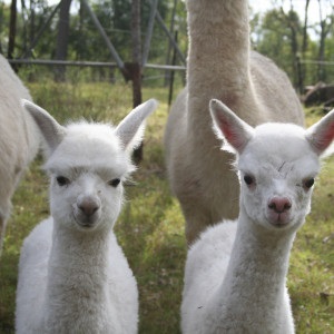 Mysteria Alpaca Farm