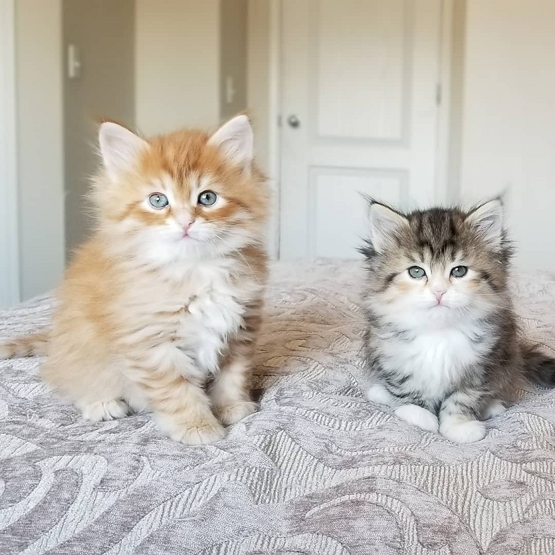 SIBERIAN CAT HOUSE