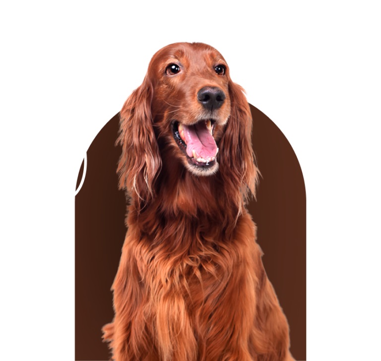 Head Start Dog Training