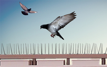 Industrial bird netting service in vadodara