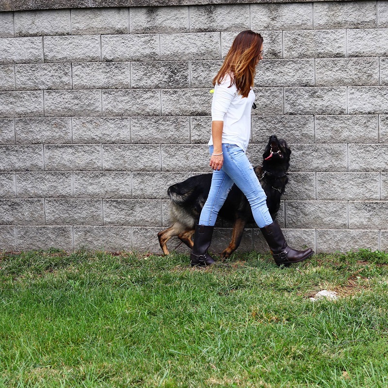 Kurtz K-9's Dog Training