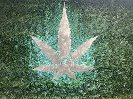 Rocky Mountain Cannabis Corporation Anthony