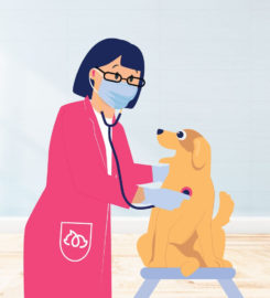 BetterVet South Florida, Mobile Vet Care