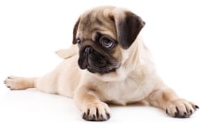 Gentle Pet Passages