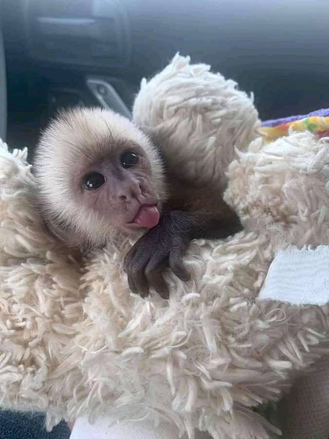 Capuchin monkey for sale