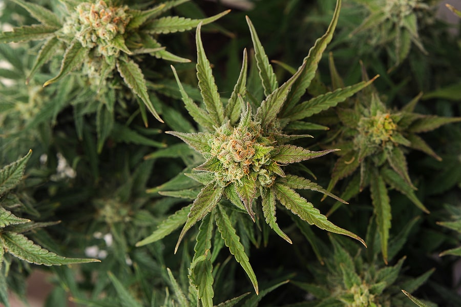 House Of Cannabis