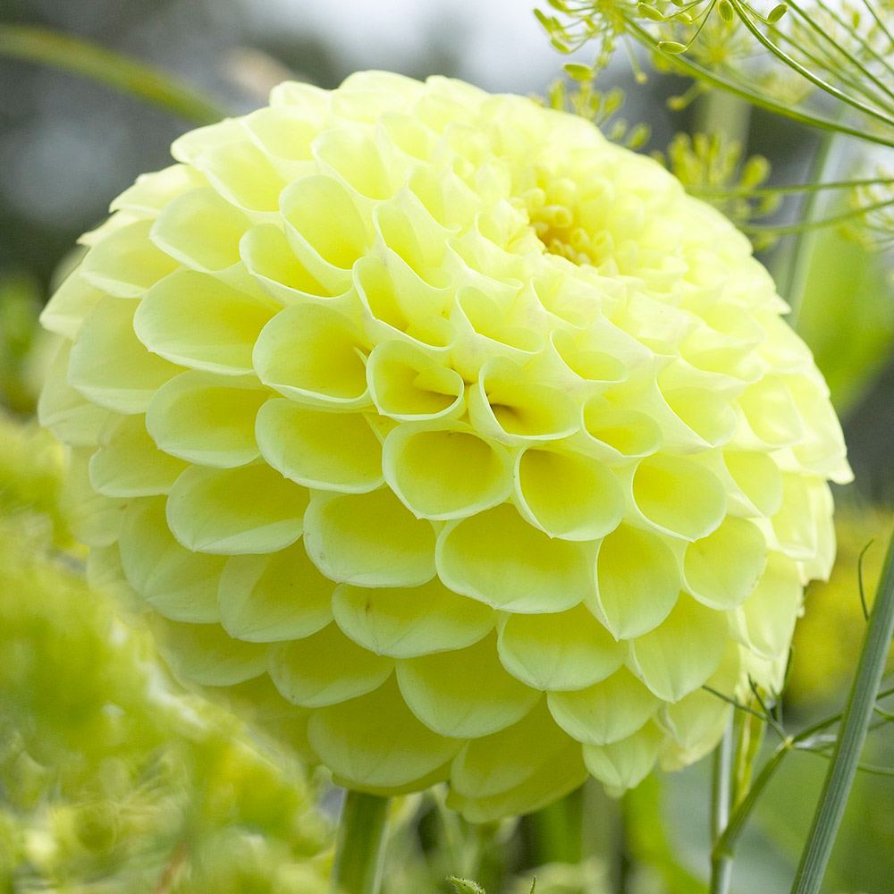 Shaw Green Dahlias