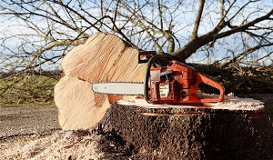 Abbotsford Tree Specialists