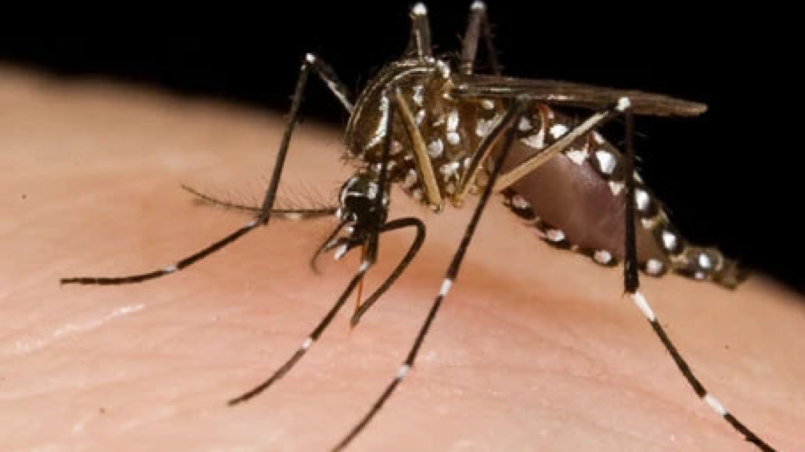 It's Bugs Or Us Pest Control – Hill Country