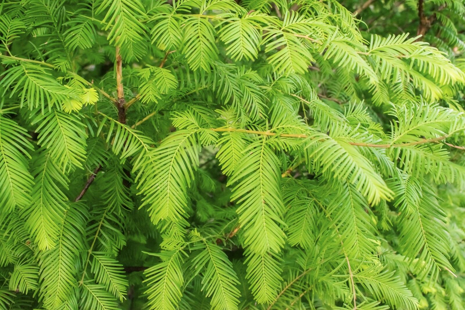 Redwood Trees