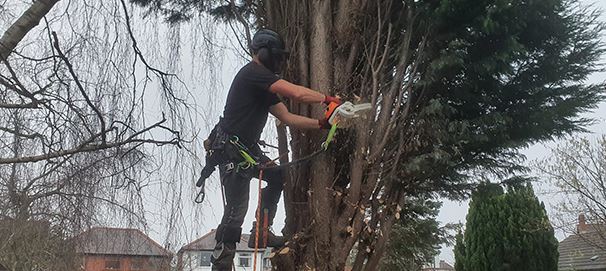 Ideal Tree Services Ltd