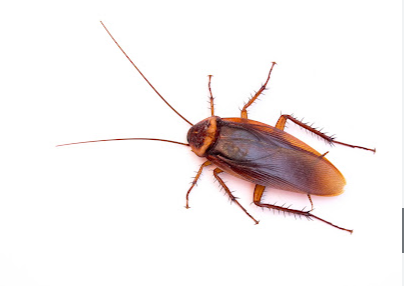 Prime Pest Control Bakersfield