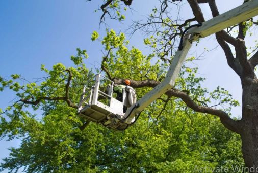 Urban Tree Service San Diego