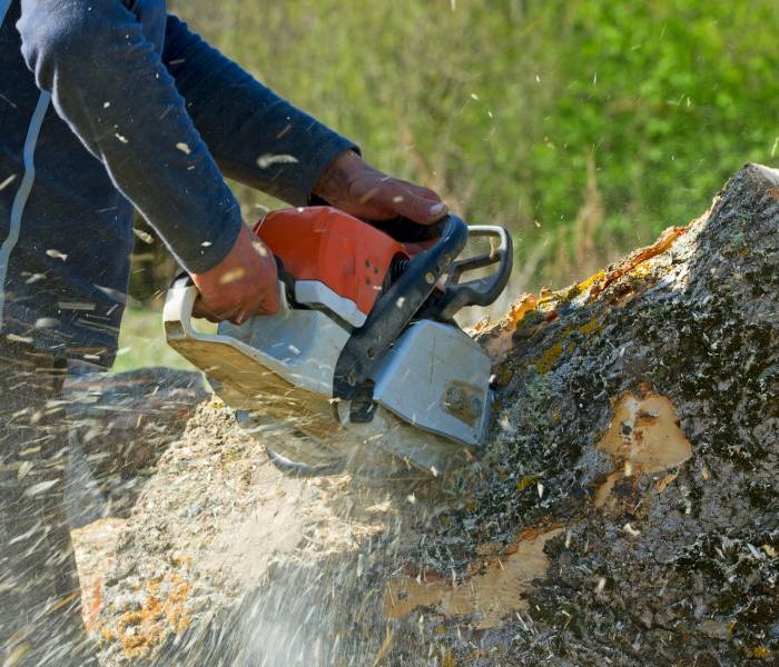 Ed Professional Tree Service