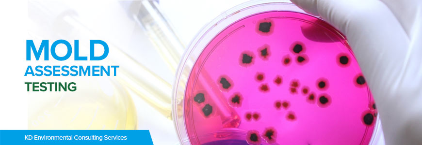 Mold Assessment and Testing in NY