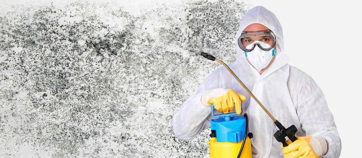 Phoenix Mold Removal – Mold Testing & Remediation