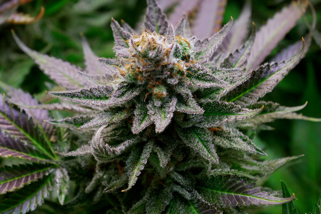 Doobie District Marijuana Weed Dispensary