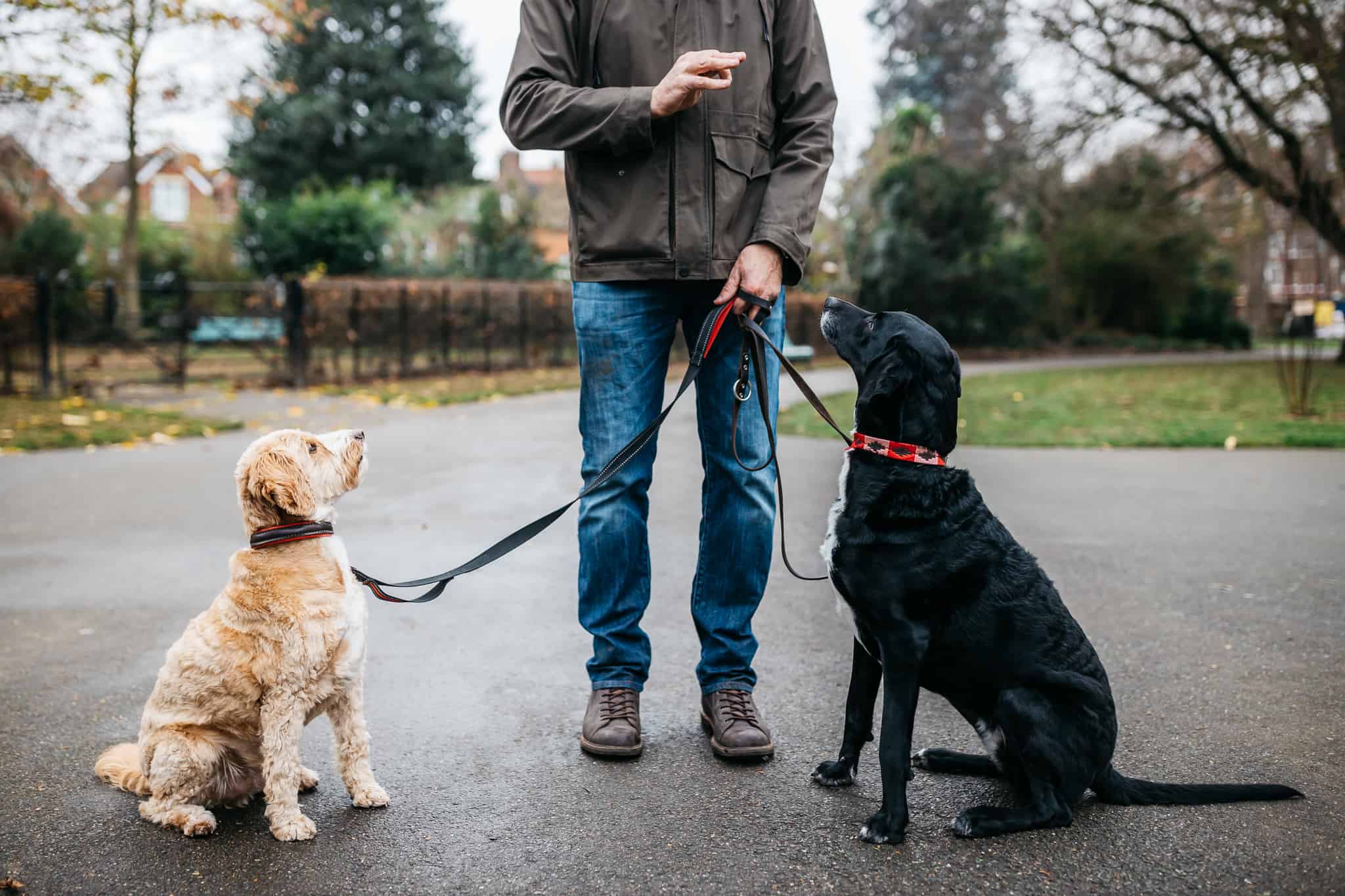 Sean Hyden Dog Trainer