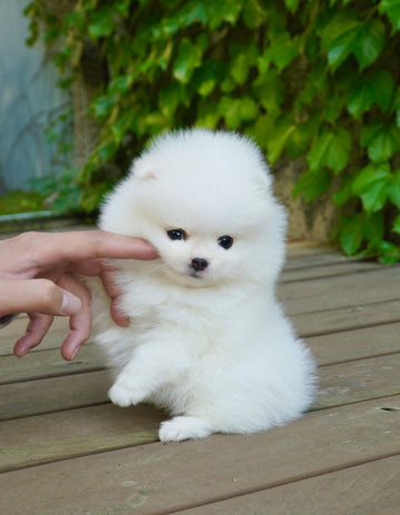 Petit Minou Puppies