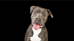 Austin Dog Training Pros
